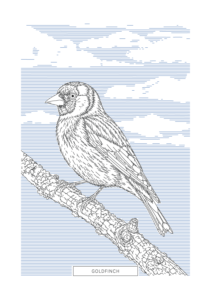 Goldfinch | British Birds Art