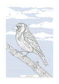 Goldfinch | British Birds Art