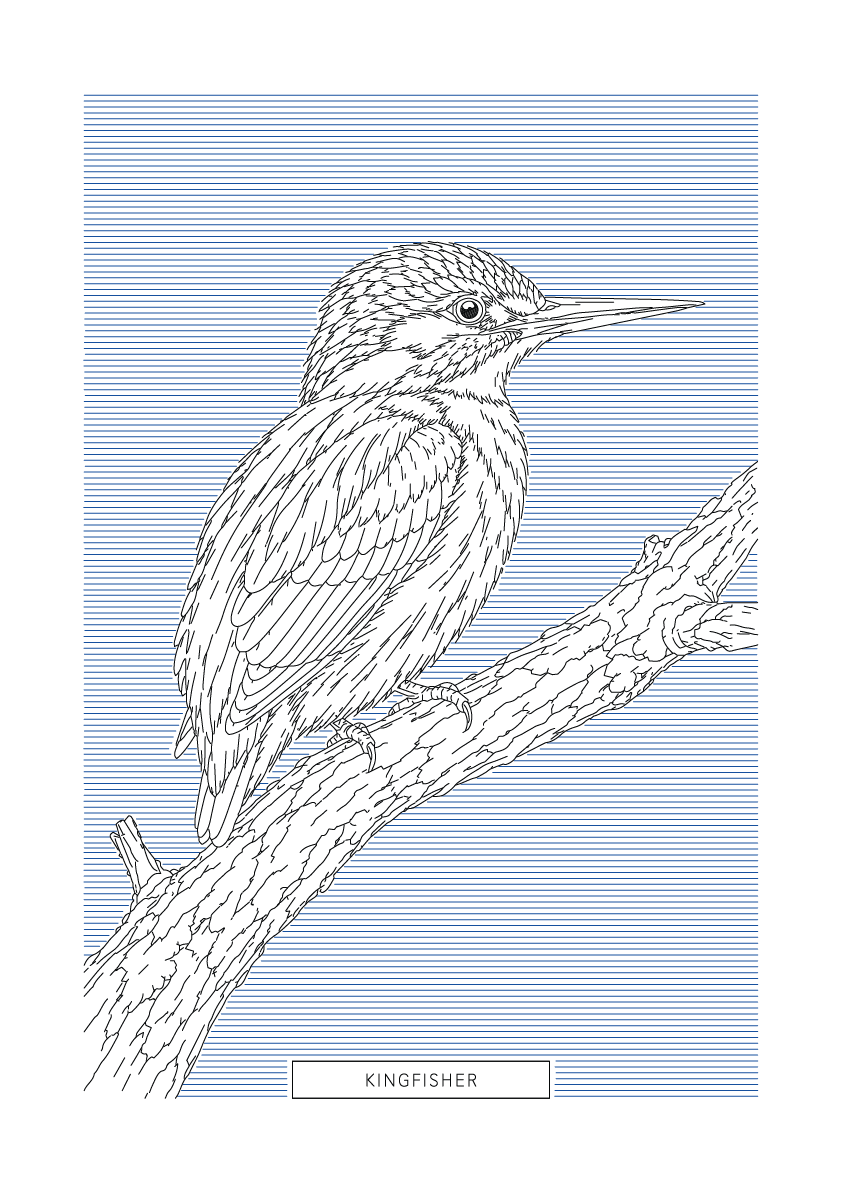 Kingfisher | British Birds Art