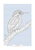 Kingfisher | British Birds Art
