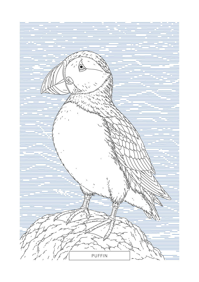 Puffin | British Birds Art