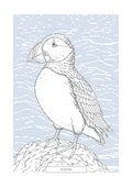 Puffin | British Birds Art