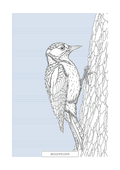 Woodpecker | British Birds Art