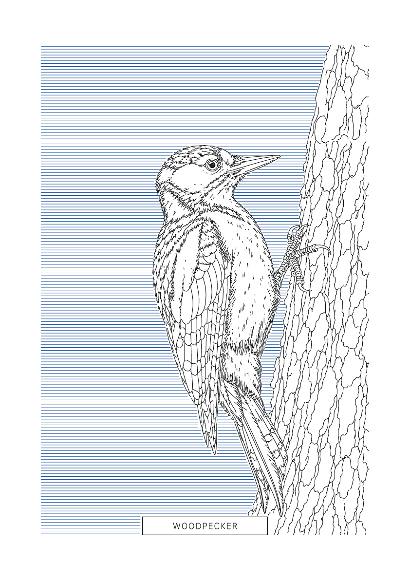 Woodpecker | British Birds Art