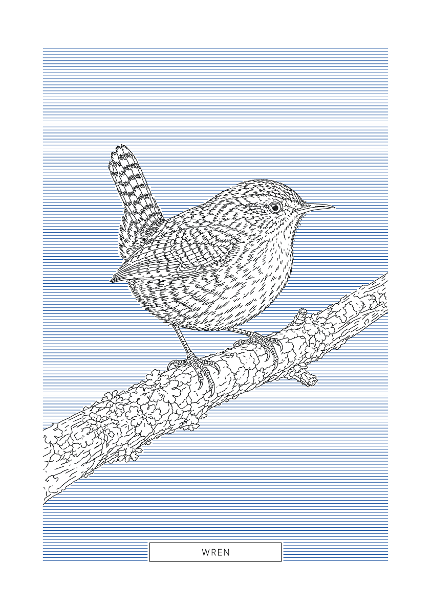 Wren | British Birds Art
