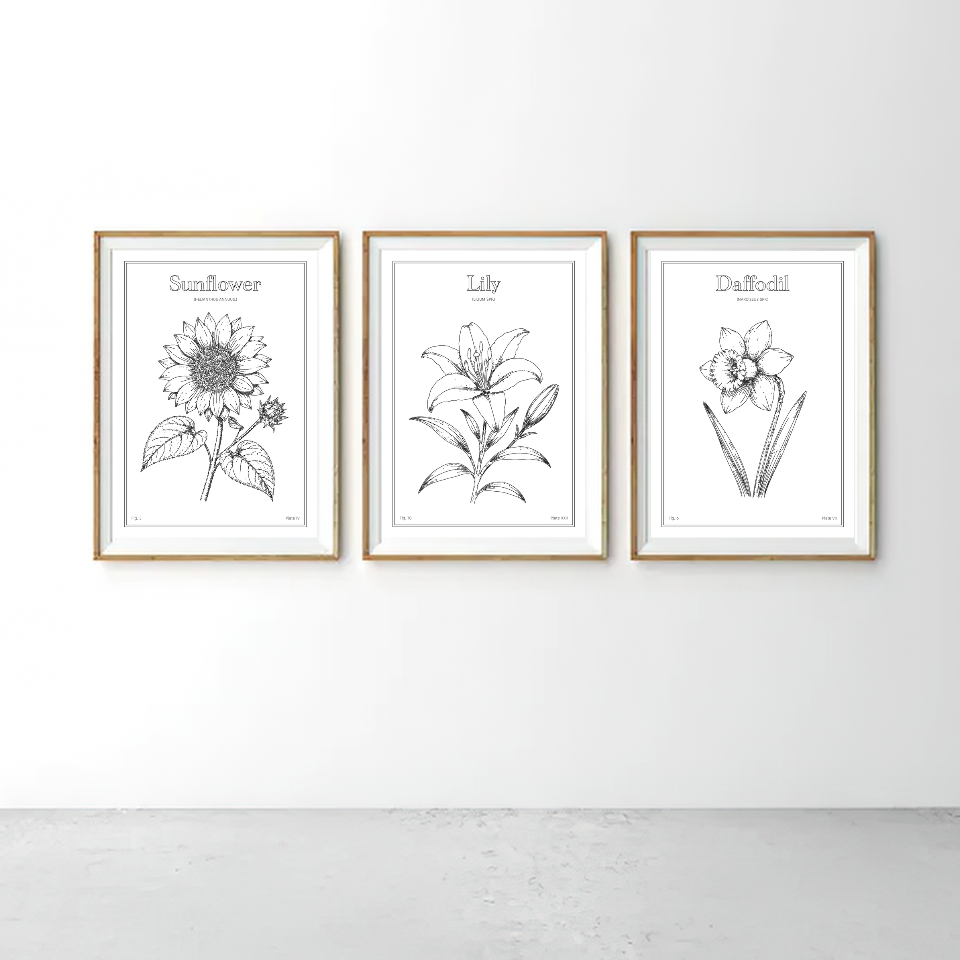 Daffodil Flower - Minimalist Botanical Wall Art