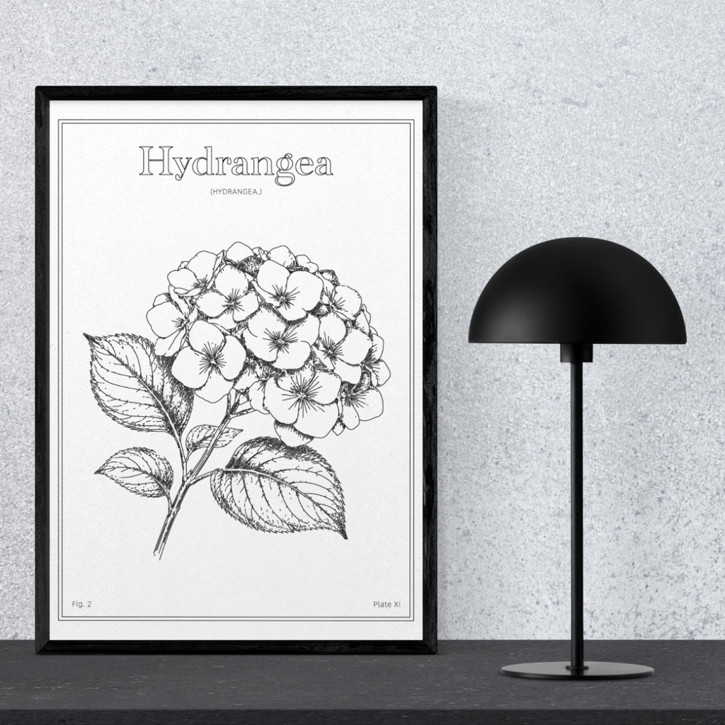Hydrangea Flower - Minimalist Botanical Wall Art