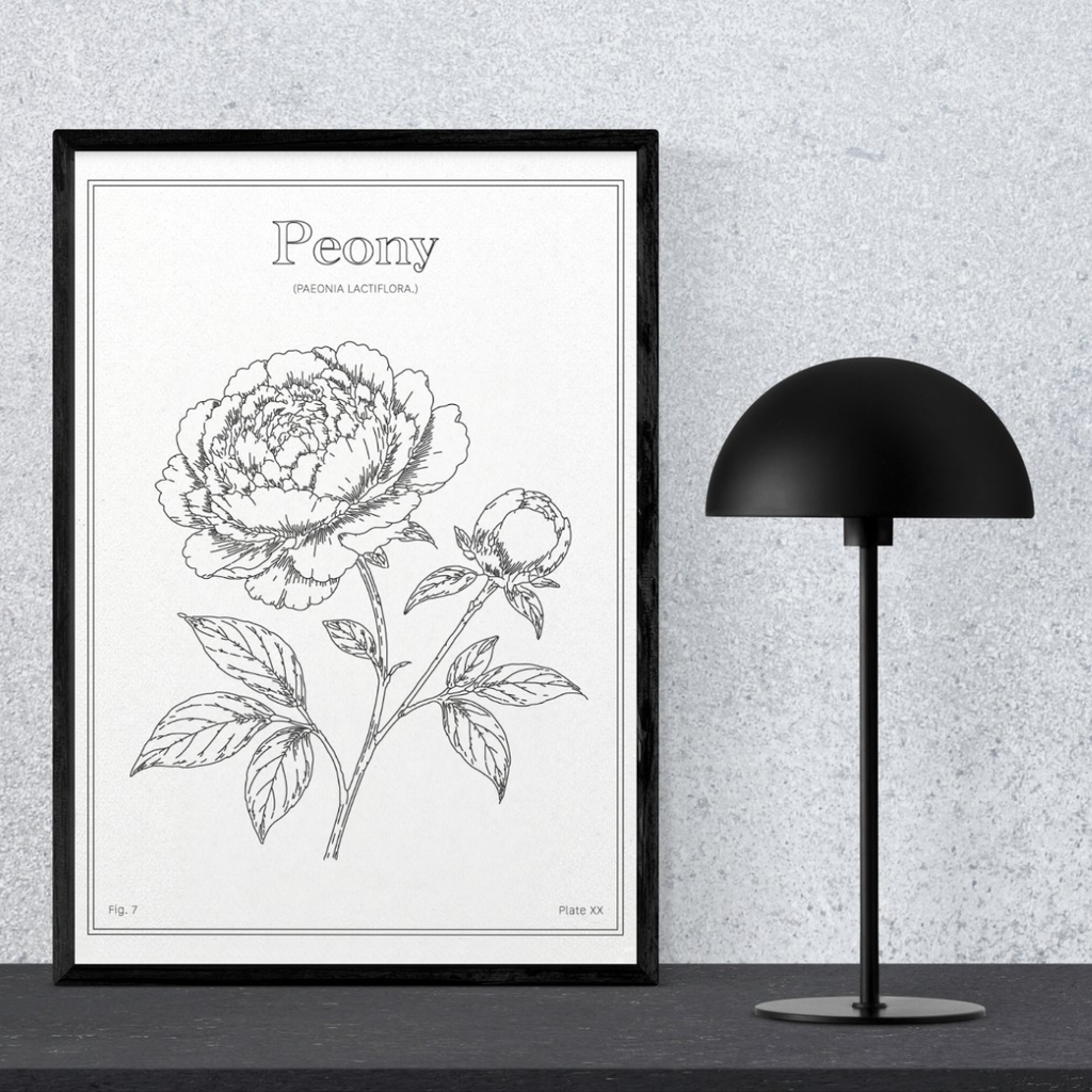 Peony Flower - Minimalist Botanical Wall Art